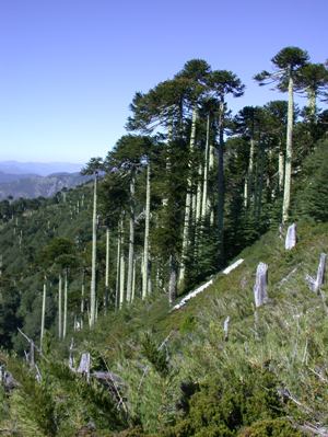 Reittouren Im Nationalpark, Patagonien, Chile